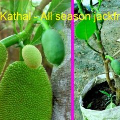 All Season Kathal (Jackfruit) Plant - Baramasi Kathal ka podha - For pot and garden