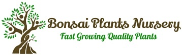 Bonsai plants nursery