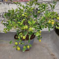 All season lemon plant for pot