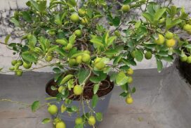All season lemon plant for pot