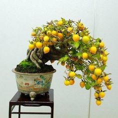 Dwarf orange plant for pot