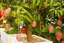 Full Sun Exposure Miyazaki Mango Plant