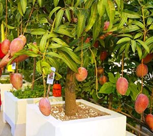 Full Sun Exposure Miyazaki Mango Plant