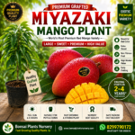 Miyazaki Mango Eggs of Sun Mango Rare Delicious Mango Aam Healthy Fruit Plant