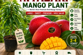 miyazaki-mango-plant