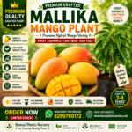 Mallika Mango Plant (Grafted) – Premium Hybrid Mango Variety | Sweet, Aromatic & High Yield