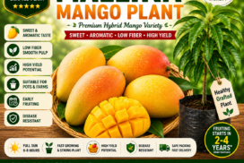Premium Grafted Mallika Mango Plant with Sweet Aromatic Low Fiber Fruits for Home Gardens, Terrace Gardens, and Orchards