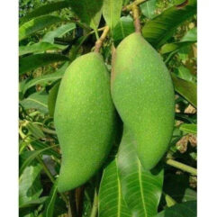 Mallika Mango Plant or Noor jahan Mango Plant for home and garden