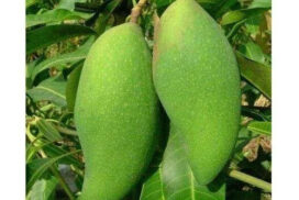 Mallika Mango Plant or Noor jahan Mango Plant for home and garden