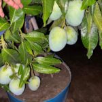 All time mango plant – Grafted all time mango for pot and garden