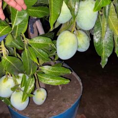 All time mango plant - Grafted all time mango for pot and garden