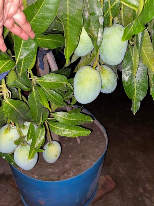 All time mango plant - Grafted all time mango for pot and garden