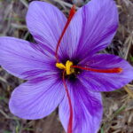 Pure Kashmiri Saffron – Suddh Kashmiri Kesar –  1 Gram
