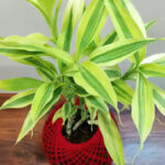 Lucky bamboo live plant for home decoration