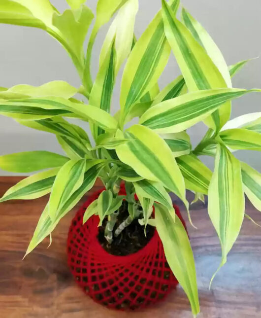 live-decorative-golden-lucky-bamboo-plant