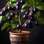 Grafted jamun plant for pot and garden
