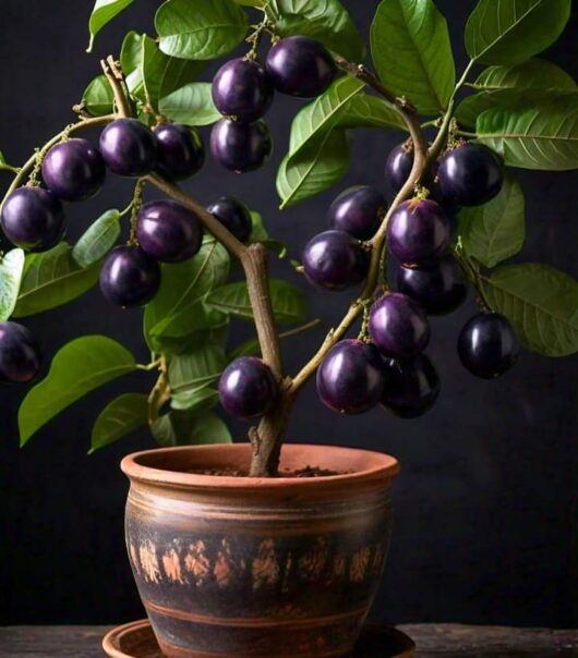 grafted_jamun_plant_for_pot_and_garden