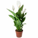 Spathiphyllum or spath or peace lilies Live Plant