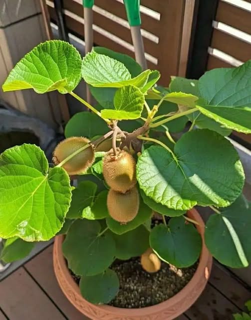 kiwi plant