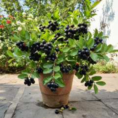 Jamun (Blackberry) Plant