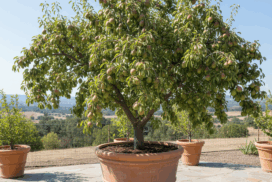 Pear_plant_in_pot_nashpati _ka_podha