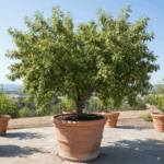 Grafted California Almond live plant California badam ka podha