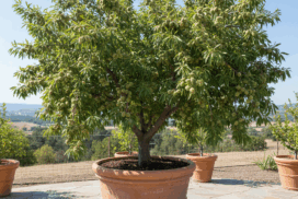 grafted_california_almond_plant_in_pot