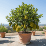 All Season Kathal (Jackfruit) Plant – Baramasi Kathal ka podha  – For pot and garden
