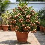 Grafted Chiku Live Plant for Home and Garden – Kalmi chiku ka podha