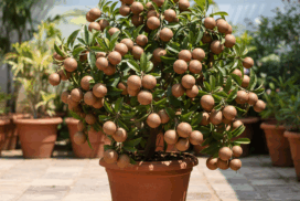 grafted_kala_patti_chiku_sapota_plant_in_pot