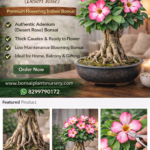 Adenium Bonsai Plant (Desert Rose) – Premium Flowering Indoor Bonsai