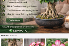 Adenium_Bonsai_Floral_elegance_for_homes