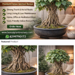 Banyan Bonsai Plant (Ficus Benghalensis) – Premium Indoor Spiritual Bonsai