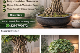 Banyan_Bonsai_Plant