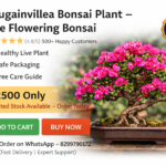 Bougainvillea Bonsai Plant – Live Flowering Bonsai