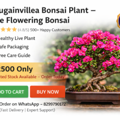 Bougainvillea_Bonsai_Plant_Live_Flowering_Bonsai