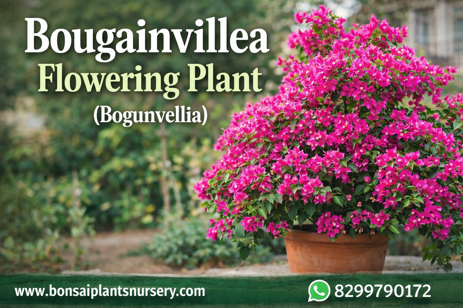 Bougainvillea_Flowering_Plant
