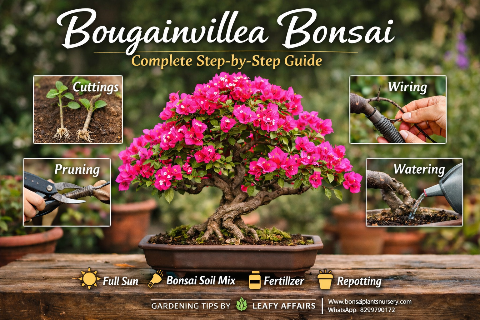 Buy_Bougainvillea_Bonsai_Today