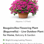 Bougainvillea Flowering Plant (Bogunvellia) – Live Outdoor Plant for Home, Balcony & Garden