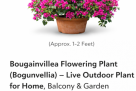 Buy_Bougainvillea_Flowering_Plant