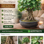 Peepal Bonsai Plant (Ficus Religiosa) – Premium Spiritual Indoor Bonsai Tree