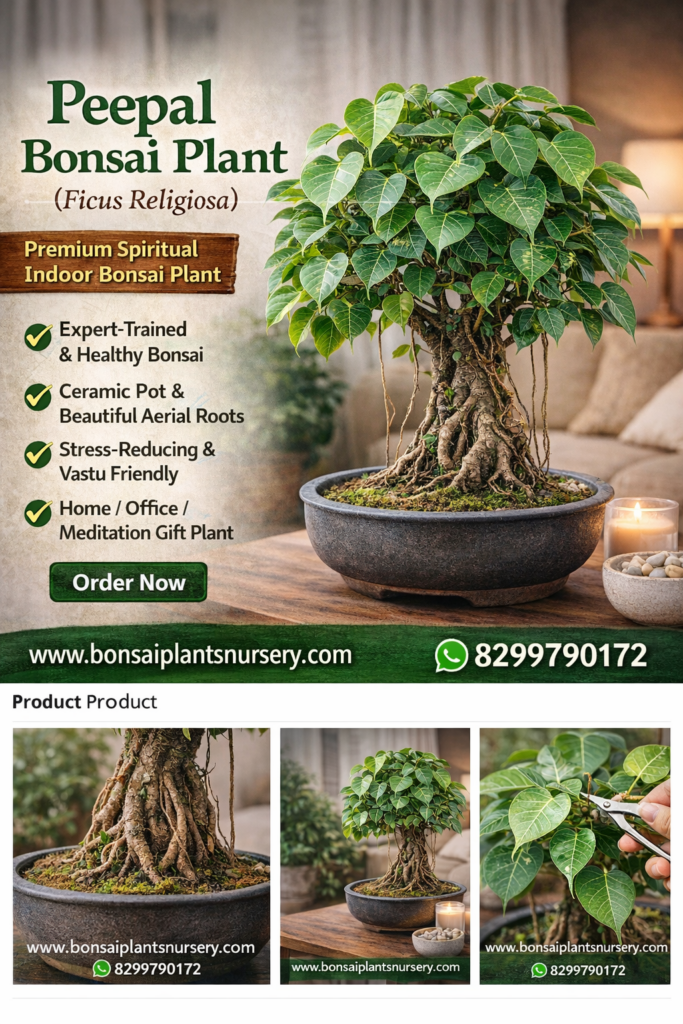 Peepal Bonsai Plant (Ficus Religiosa)  Premium Spiritual Indoor Bonsai Tree  - Bonsai Plants Nursery