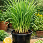 Lemongrass Plant live plant for home and garden