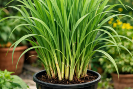https://bonsaiplantsnursery.com/product/lemongrass-plant-live-plant-for-home-and-garden/