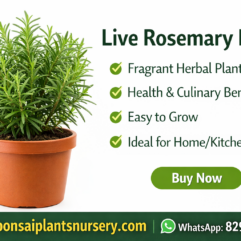 Live Rosemary Plant for Home & Kitchen Garden | Healthy Herbal Plant – Bonsai Plants Nursery