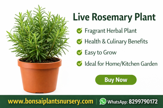Live Rosemary Plant for Home & Kitchen Garden | Healthy Herbal Plant – Bonsai Plants Nursery
