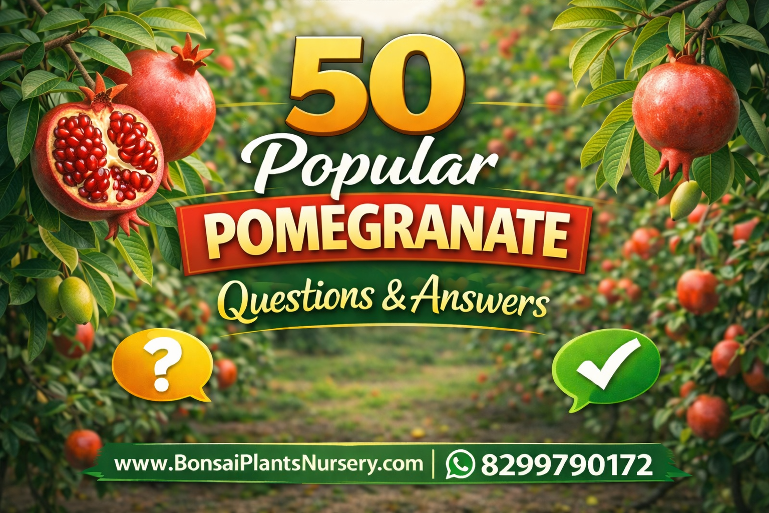 50_Frequently_Asked_Questions_About_Pomegranate