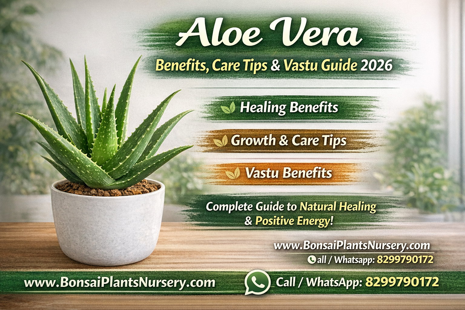 Aloe_Vera_Plant