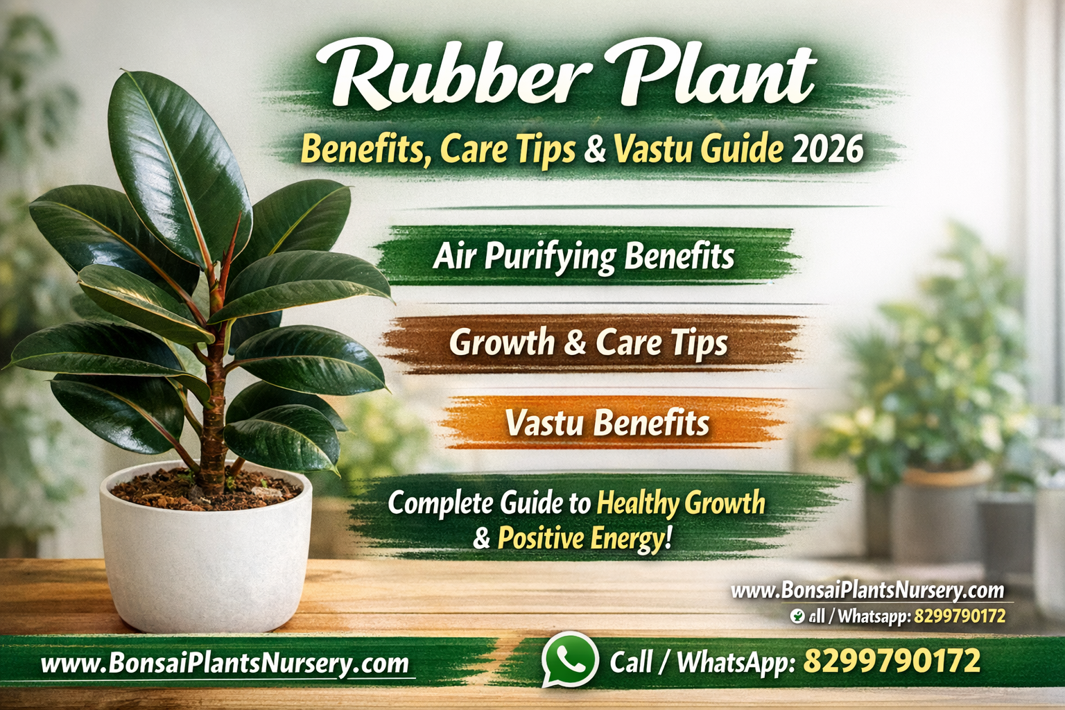 Buy Rubber Plant Online