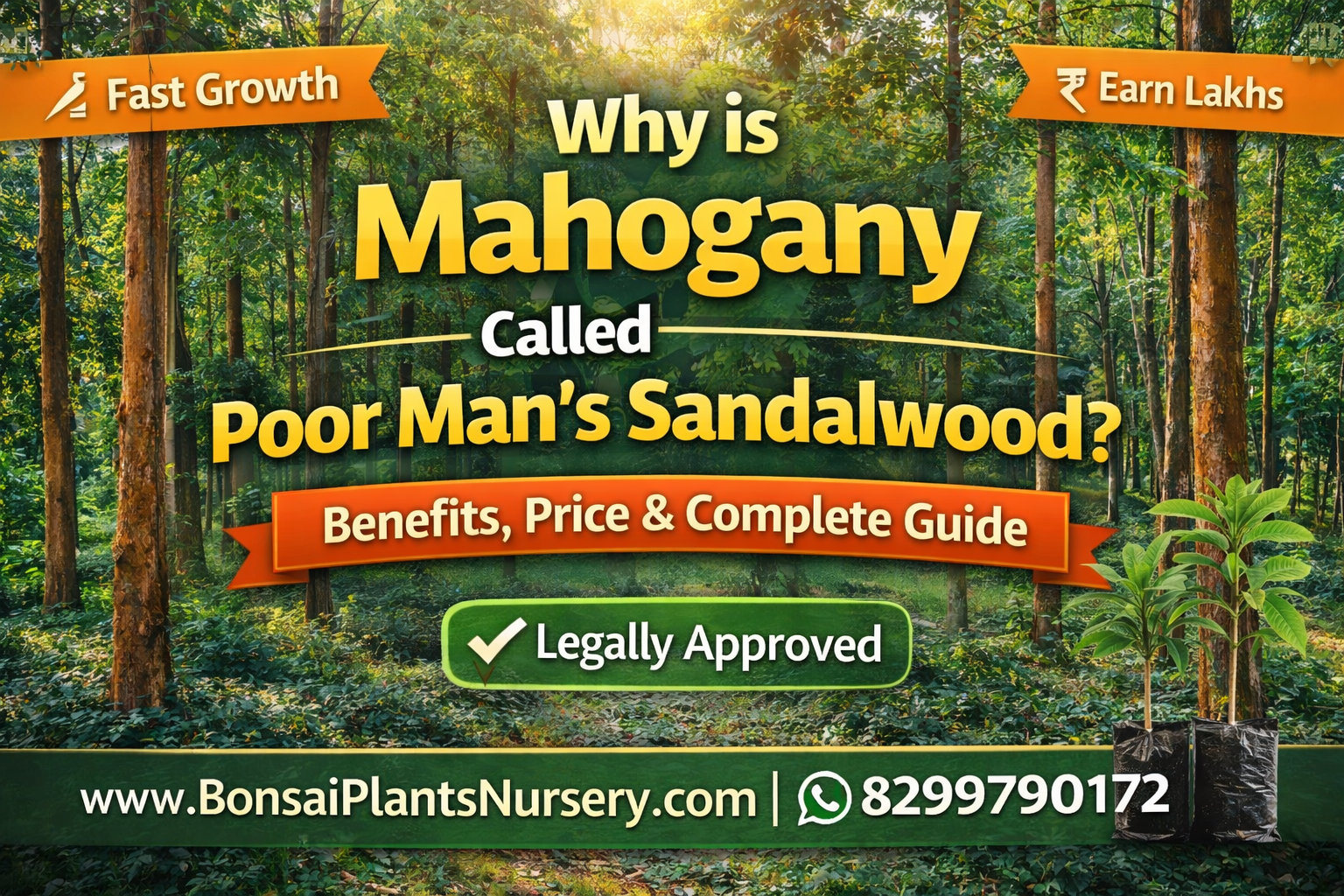 Mahogany_plants_for_sale